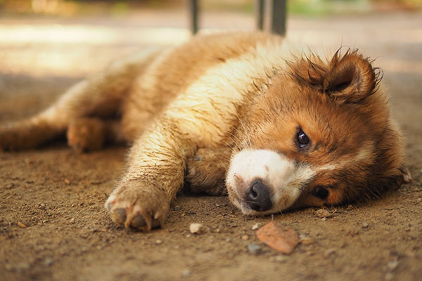 ¿Por qué el chocolate puede ser letal para tu perro?