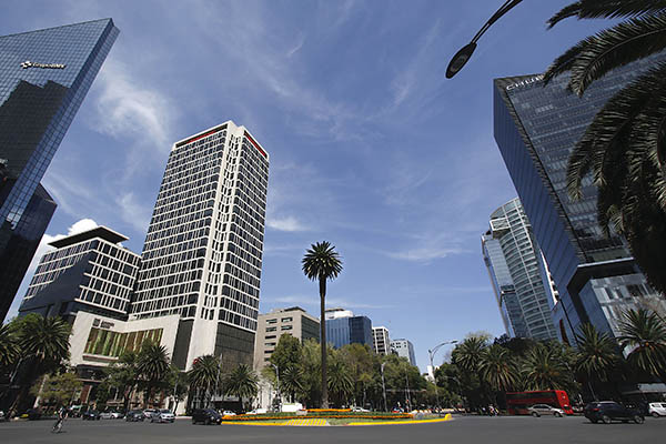 Icónica palma en el Paseo de la Reforma será removida tras un siglo de historia