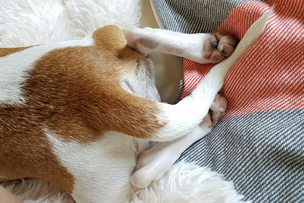 Le cortó la cola a un perro con tijeras; ya está vinculado a proceso