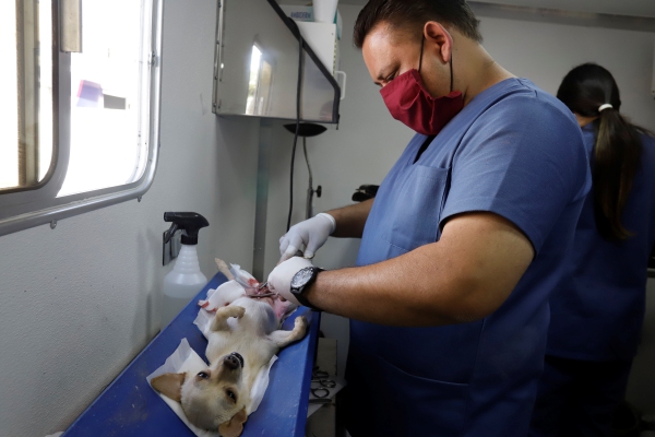Esterilización de mascotas, un acto de amor menospreciado por poblanos