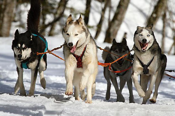 La raza no determina el comportamiento de los perros: estudio