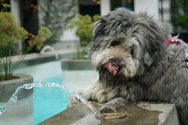 Cómo evitar un golpe de calor en tu perro