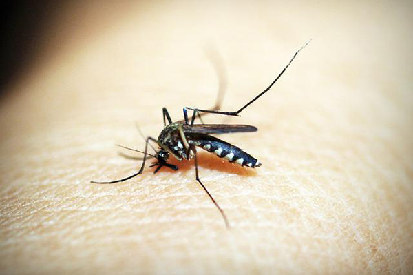 Aumento de mosquitos transmisores de dengue pone en alerta a Río de Janeiro