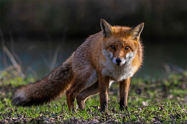 Un zorro logra entrar a un zoológico de Washington y mata a 25 flamencos