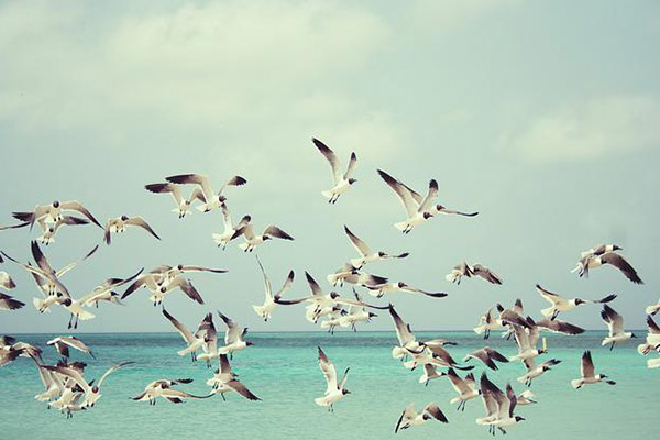 Estudio advierte que cada vez hay menos aves en el mundo y su extinción es posible