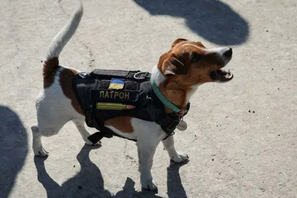 “Patron”, el terrier que detecta bombas es reconocido por Zelenski con una medalla de honor