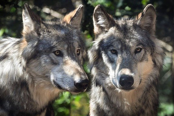 Suecia planea reducir a la mitad la población de lobos en su territorio