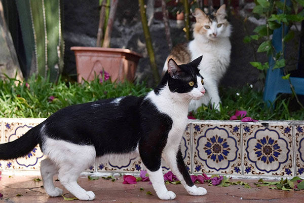 Promueven campaña de esterilización para gatos en el Hospital Veterinario UPAEP