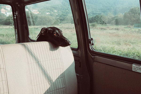 Cuatro perros mueren por calor extremo en un coche; su dueña los dejó para ir a comer