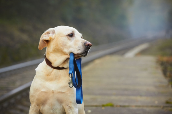 ¡Cuidado! Así se pierde la mayoría de las mascotas en Puebla