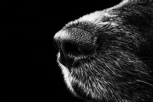 Empresa mexicana utiliza perros para detección olfativa de COVID-19
