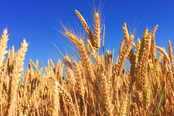 Rusia acusa a nacionalistas ucranianos de incendiar 50,000 toneladas de grano