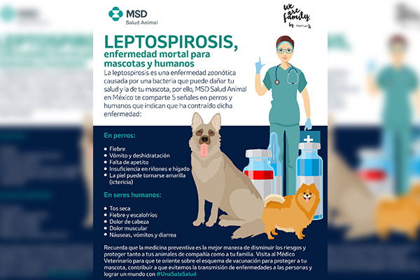 Agua estancada y lluvias propician enfermedades zoonóticas como la leptospirosis