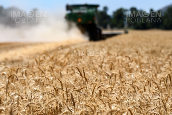 UE pide cese al fuego en Ucrania para permitir exportación de cereales