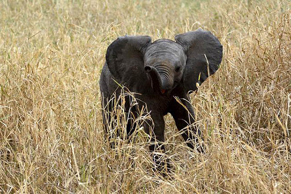 Viral: un juguetón bebé elefante le quita la falda a una modelo