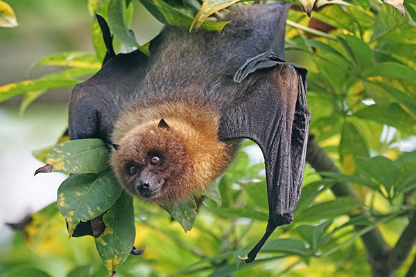 Zoonosis, cuando el humano no respeta la distancia con los animales