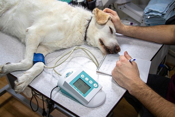 Envenenar animales, cruel y común práctica difícil de castigar