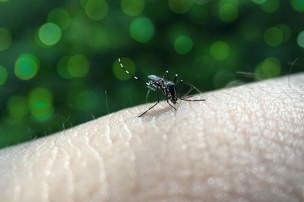 Alertan en Cuba ante incremento de propagación del virus del dengue
