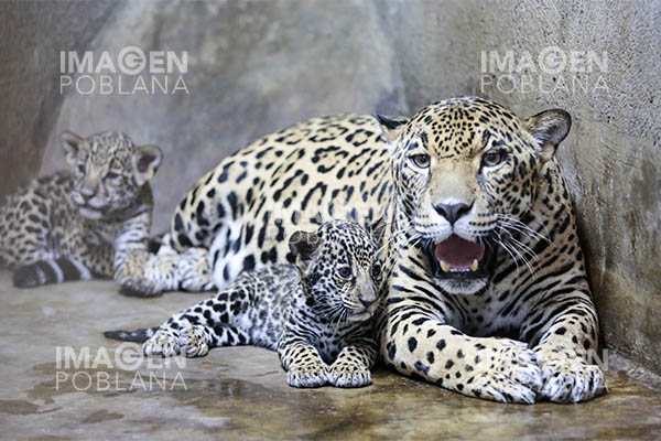 Nacen jaguares en cautiverio en Nicaragua