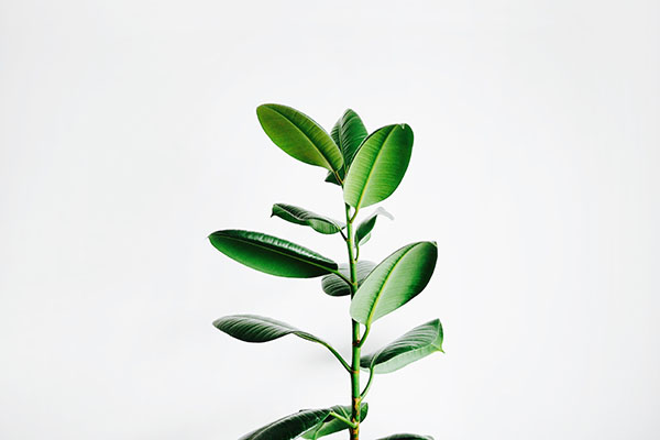 Las plantas son capaces de producir aspirina para automedicarse