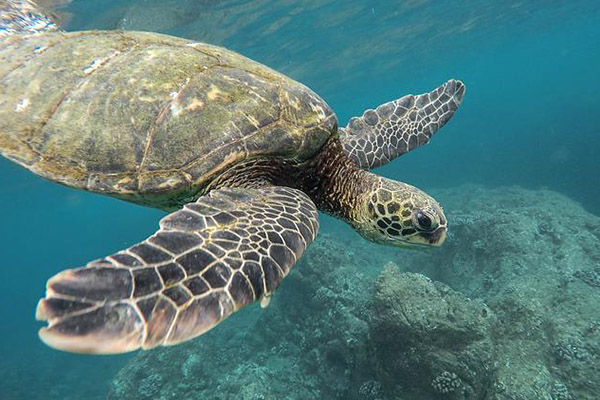 Más de 30 tortugas en peligro de extinción son apuñaladas por un pescador en Japón