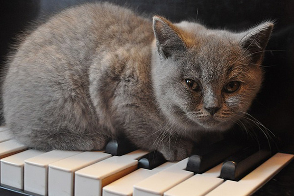 ¿Cómo influye la música en el comportamiento de perros y gatos?