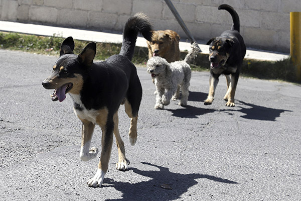 Información, fundamental para apoyo de jóvenes a perros y gatos callejeros