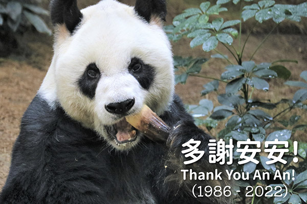 An An, el panda más longevo del mundo, fue sacrificado; tenía problemas de salud