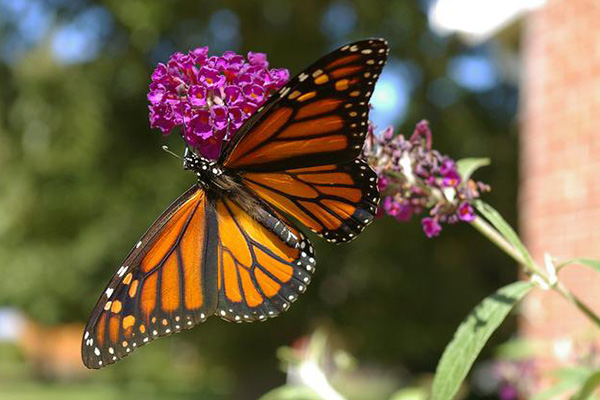 Declaran a la mariposa monarca migratoria como especie en peligro de extinción