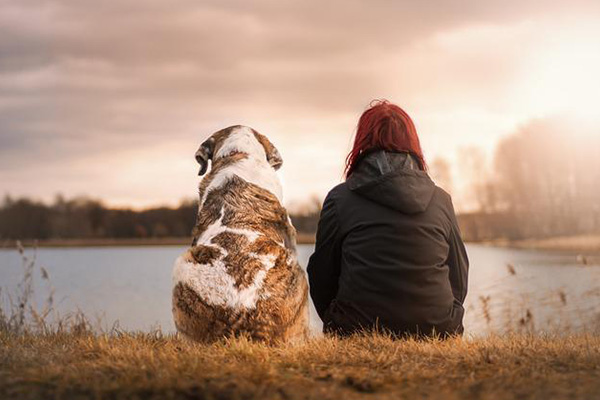 Los perros, mucho más que simples mascotas