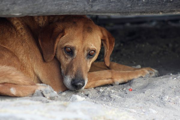 Así puedes denunciar casos de maltrato animal