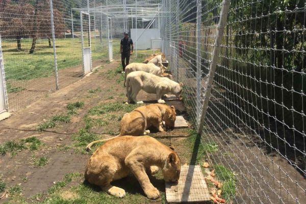 Más de 75 felinos de Black Jaguar han sido rescatados por zoos de AZCARM