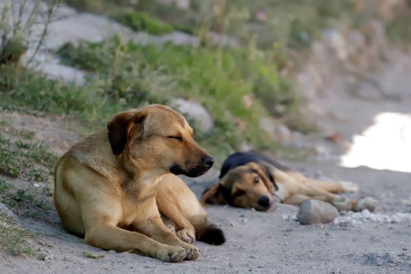 Día del Perro Callejero, una oportunidad para ayudar a estos animalitos