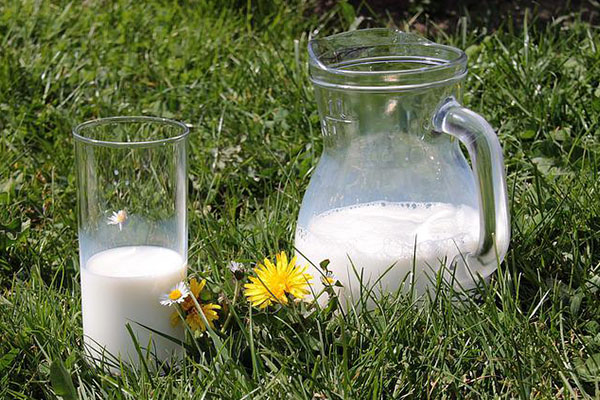 Hambrunas y enfermedades permitieron consumo actual de leche por humanos