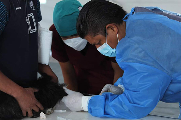 Llevan a cabo campaña de esterilización gratuita en Amozoc
