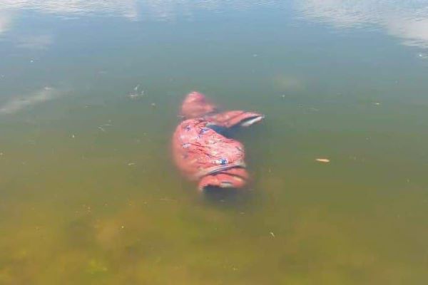 Hallan el cadáver de una mujer en un jagüey