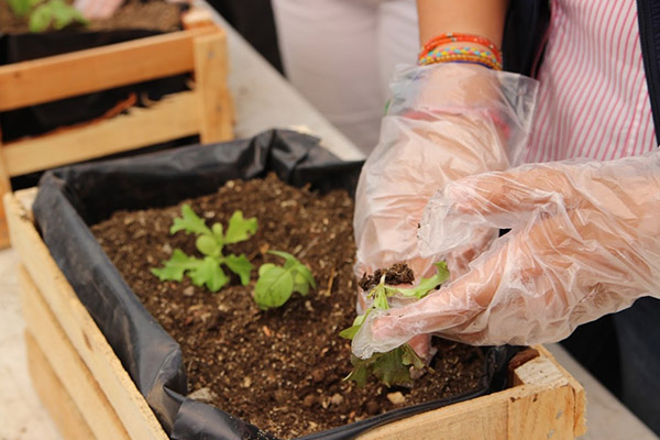 Ayuntamiento ofrece talleres de agricultura urbana