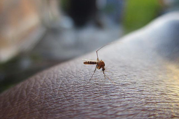 Israel detecta mosquitos infectados con mortal virus del Nilo Occidental