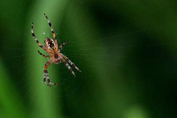 Sujeto provoca incendio forestal al intentar quemar una araña con un encendedor