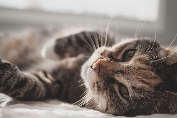 Leucemia felina, enfermedad que pone en riesgo la salud de los gatos