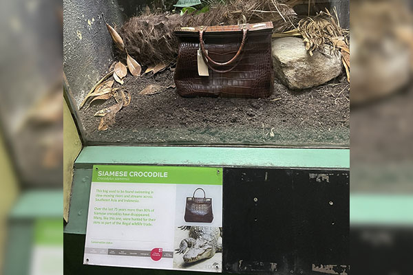 Londres: Zoo exhibe bolso de piel de cocodrilo en vez de este animal en peligro de extinción