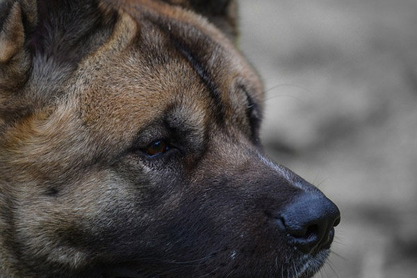 Vinculado a proceso por atacar y matar a un perro en un parque
