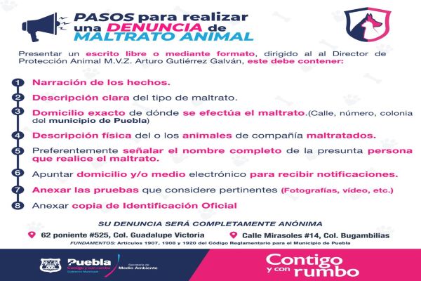 Denuncia el maltrato animal, Ayuntamiento de Puebla te dice cómo