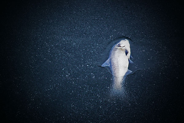 Algas doradas, posible causa de muerte masiva de peces en río Óder