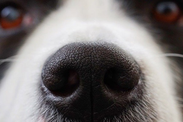 Los perros "pueden ver" con la nariz: su olfato y visión están conectados