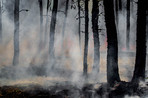 Temen nuevos incendios forestales en Bolivia por miles de focos de calor