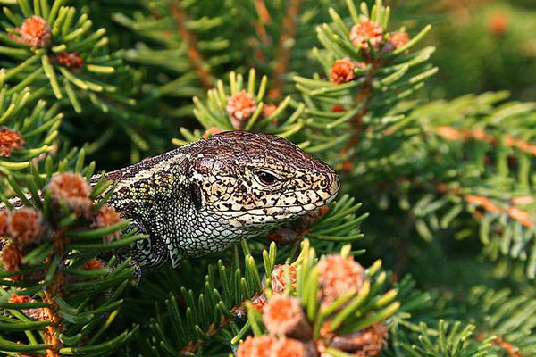 Descubren una nueva especie de reptil en Puerto Rico