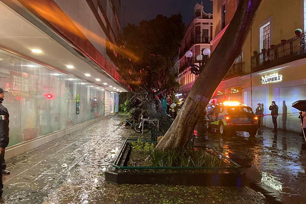 Un muerto, heridos y varios árboles caídos, saldo de intensa tormenta