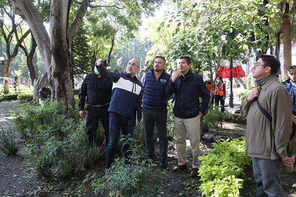 Retirará Ayuntamiento cinco árboles del zócalo afectados por lluvias y vientos atípicos