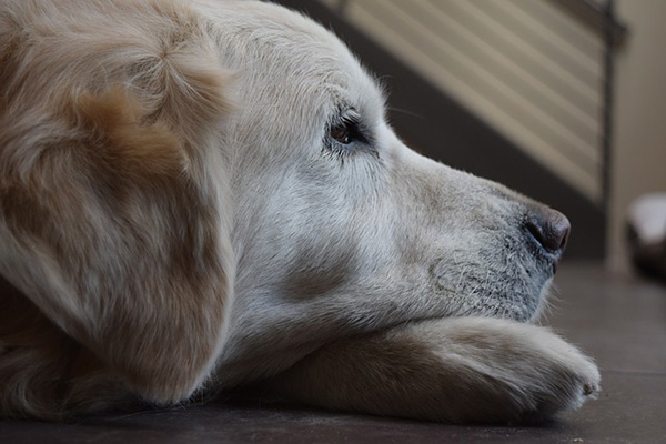 ¿Sabes cuáles son los cuidados que debes tener con tu mascota senior?